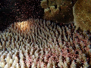 サンゴの産卵