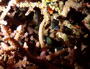 サンゴの間で眠るスズメダイ