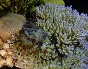 モクズショイの仲間