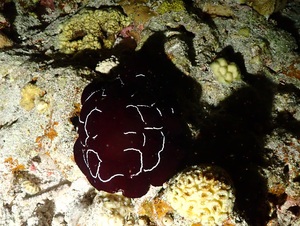 ゼニガタフシエラガイ