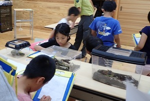 ケラマトカゲモドキなどをスケッチ