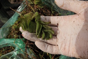 重点対策外来種のオオサンショウモ