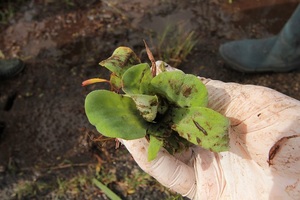 ボタンウキクサ