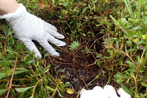 ルドヴィジアの中に生えるオオフサモ