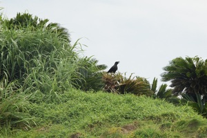 岩礁のカラス