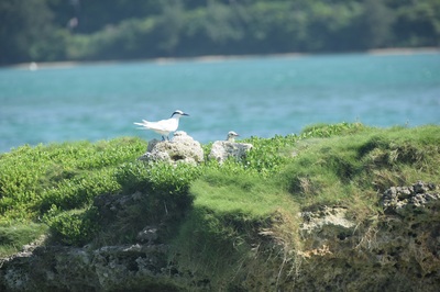 エリグロアジサシヒナ