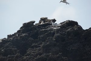 夫振岩エリグロアジサシヒナ