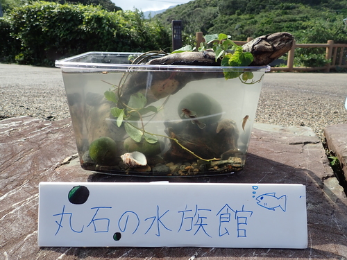 子どもが作った水槽4