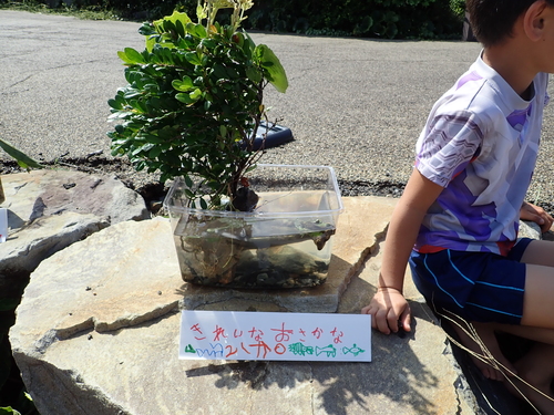 子どもが作った水槽1