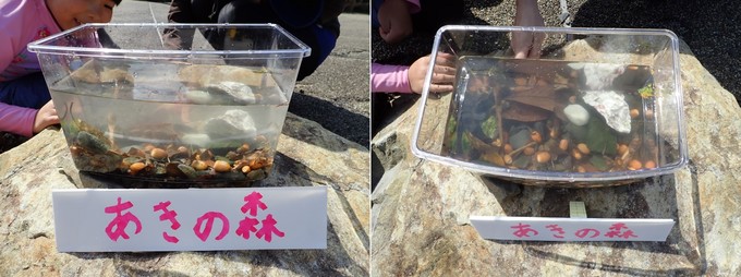 子どもが作った水槽3