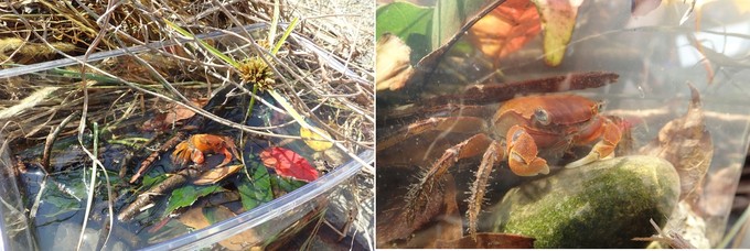 脱皮したカニの殻を水面に飾る