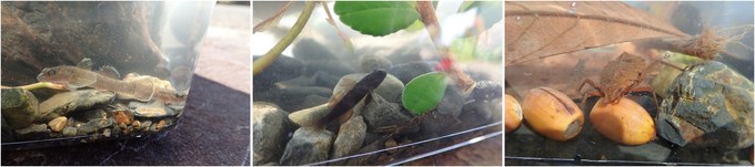 水槽に入った生き物