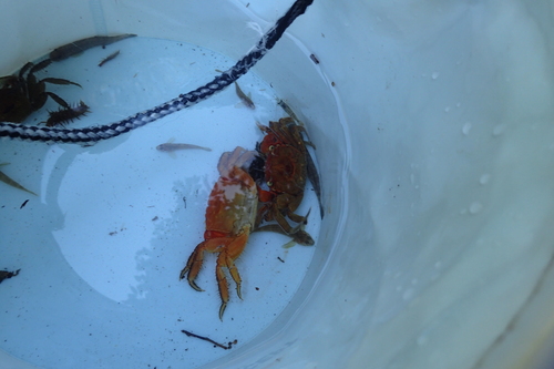 捕獲後バケツの中で脱皮したカニ