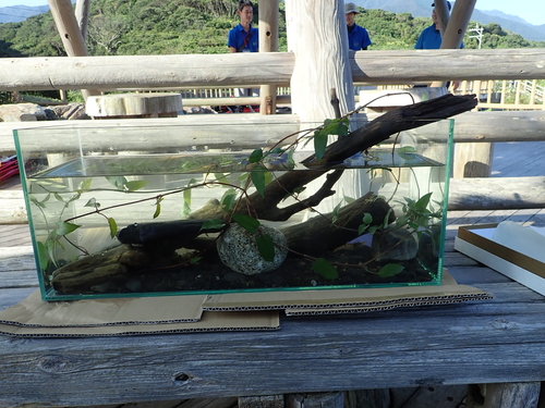 スタッフが作った見本の水槽