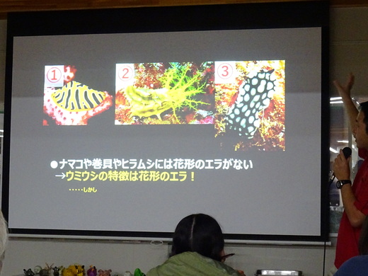 ウミウシクイズ（2019年10月撮影）