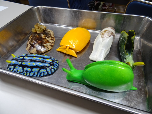 ②ウミウシのレプリカ（2019年10月撮影）