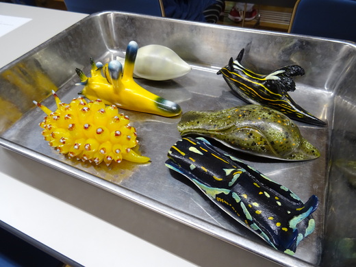 ①ウミウシのレプリカ（2019年10月撮影）