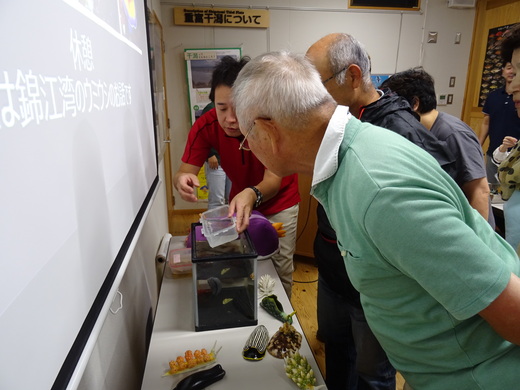 ウミウシを観察する参加者（2019年10月撮影）