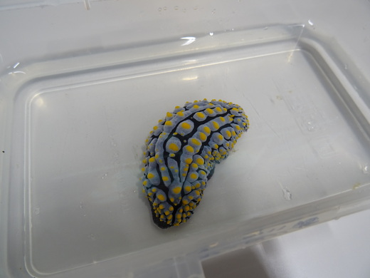 タテヒダイボウミウシ（2019年10月撮影）