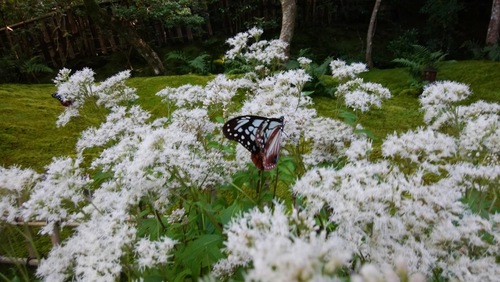 京都の祇王寺に飛来したアサギマダラ