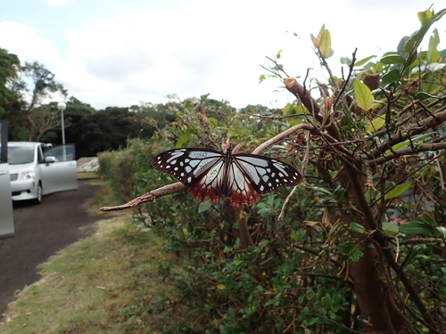 マーキングしたアサギマダラ