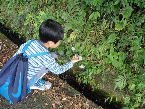 マーキングしたアサギマダラを放す様子