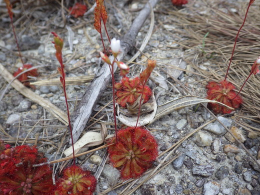 コモウセンゴケ　食虫植物