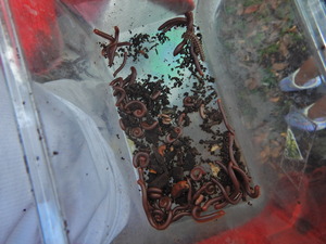 外来種ミナミヤスデ