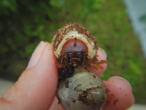 タイワンカブトの顔