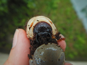 オキナワカブトの顔