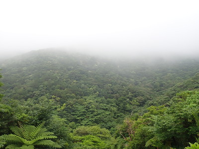 梅雨入りのやんばるの森