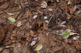 2021.1.13シカ調査-4