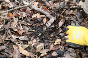 2021.1.13シカ調査-6