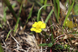 2021.3.23上段の野
