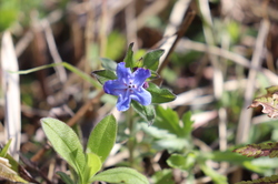 2021.3.23上段の野