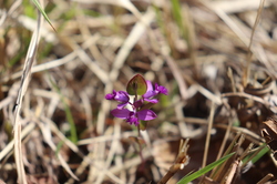 2021.3.23上段の野