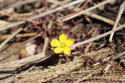 2021.3.23上段の野