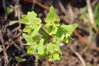 2021.3.23上段の野