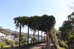 2021.4.7トコイ島8