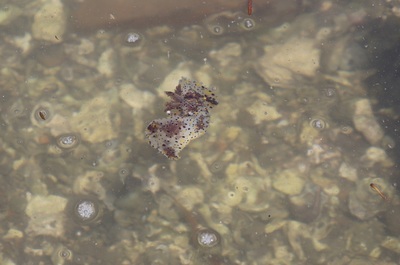 2021.4.7トコイ島