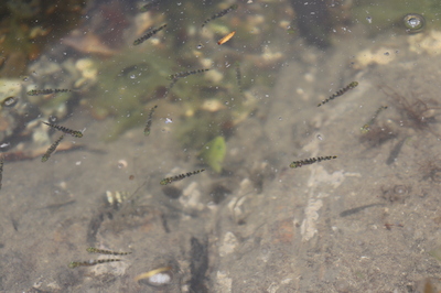 2021.4.7トコイ島