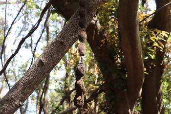 2021.4.7トコイ島7