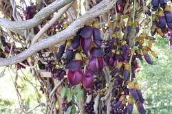 2021.4.7トコイ島9