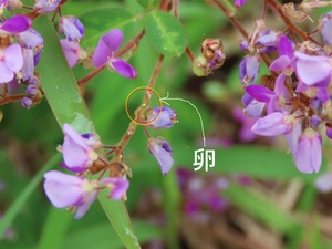 2021.9.10タイワンツバメシジミ3