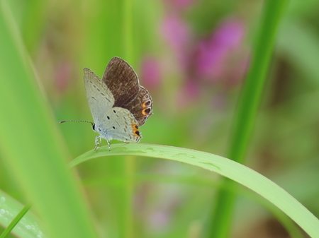 2021.9.10タイワンツバメシジミ