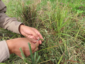 2021.9.24タイワンツバメシジミ2