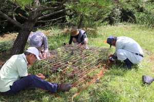 2021.タイワンツバメシジミ2