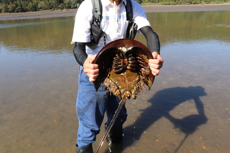 2021.10.6カブトガニ3