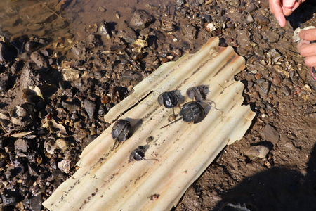 2021.10.6カブトガニ4