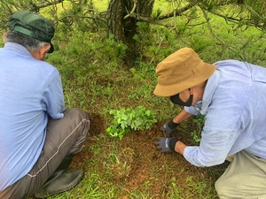 2021.タイワンツバメシジミ